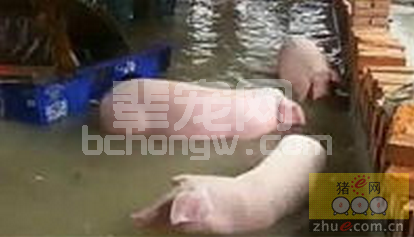 又到雷雨季！要想猪场不被淹 这些措施不能少