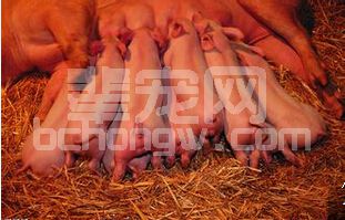 养猪人一定要看！困扰母猪的八大问题