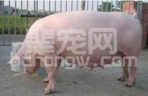 怎么观察母猪是否已怀孕