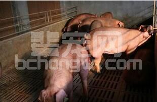 引起后备母猪乏情的主要原因及预防治疗方法