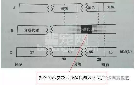 断奶发情间隔延长解决之道——增加母猪断奶时有足够支持发情的体储备