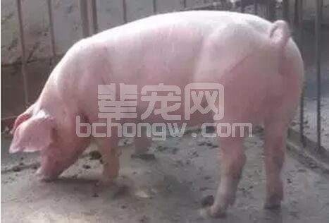后备母猪不同月龄配种与繁殖成绩的关系