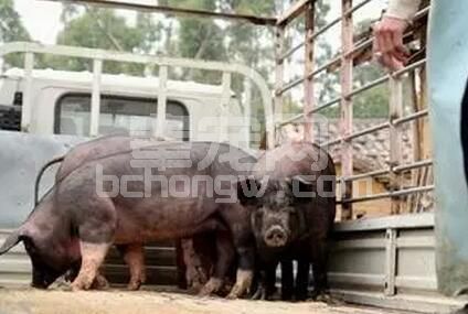 卖猪16式：掌握这些窍门能让自己的猪卖个好价钱
