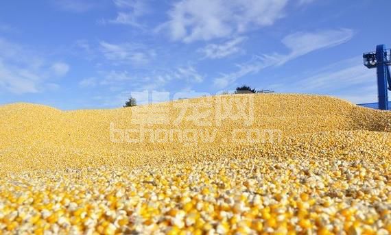 进入多雨夏季，饲料品质好不好，首先要注意玉米的使用！