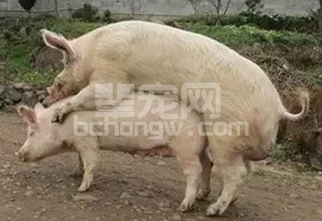 夏季温度高，种猪不孕了怎么办？