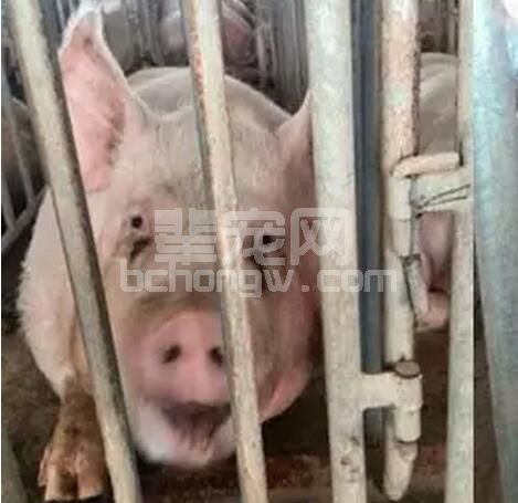 “母猪体内毒素是造成亚健康的根本原因”您的猪群在排毒，知道吗？