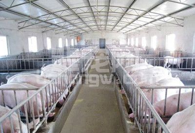 如何挑选健康、生长快的仔猪?猪舍栏位怎么计算？
