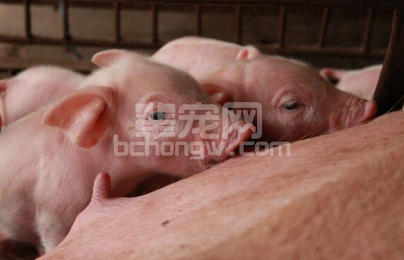 养猪人一定要看！困扰母猪的8大问题