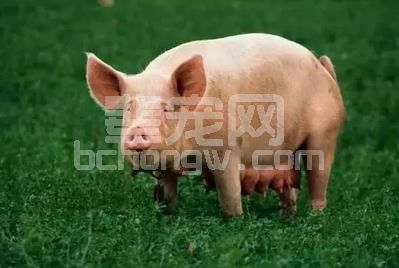 夏季令人头痛的母猪繁殖问题如何解决？这样做就不是什么问题了！