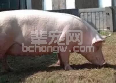 夏季高温对怀孕母猪的饲养管理提出严峻考验，保胎方面应该注意哪些方面呢？