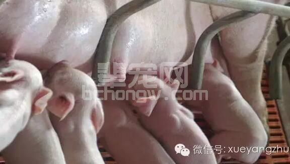 增加母猪奶水的秘诀！太实用了！