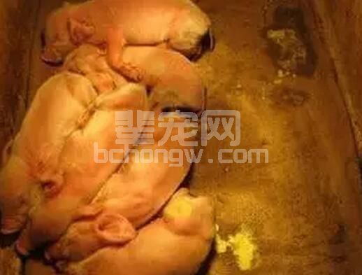 关于治疗产房仔猪拉稀的一点经验之谈