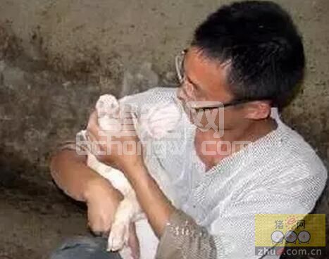 三种类型猪场利润的计算方法！一算吓一跳！