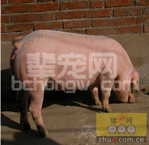 母猪人工诱情6法