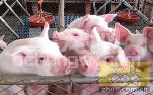 10种饲料勿喂猪，生猪饲喂注意事项
