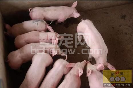 仔猪价格持续走高，哺乳仔猪如果把奶子头咬坏了你怎么做？