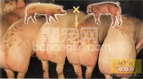 原来提高母猪繁殖性能可以通过合理选择后背、初配、妊娠期间饲养模式改善