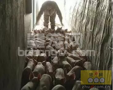 赶猪也需要技巧：如何把猪请出来？如何把猪赶出去？