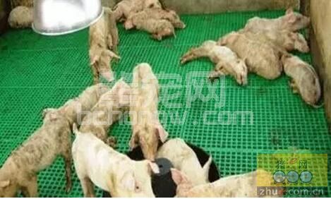 养猪生产还有比疾病防控更重要的就是断奶仔猪的营养调剂问题！