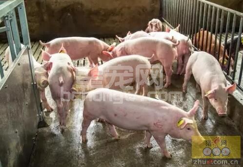 养猪场里的猪为什么经常要搬家？