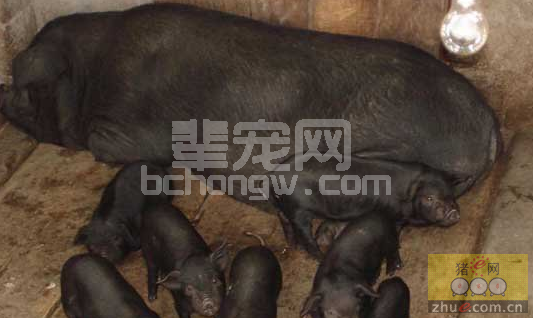 后备母猪的精准化饲养管理