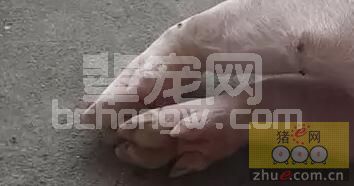母猪蹄裂的原因及防治措施