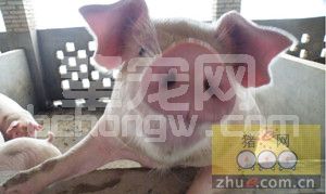 规模养猪场中营养因素对猪繁殖性能的影响