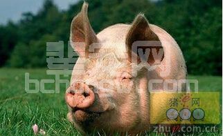 养猪用九招，盛夏不掉膘！