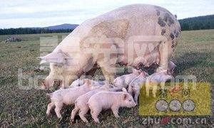 养猪场中母猪分胎次培育饲养管理技术