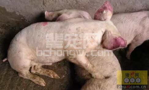 保育猪已经发了蓝耳病了，怎么处理减少损失？