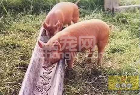 看懂这些仔猪信号，还担心养不好仔猪吗？