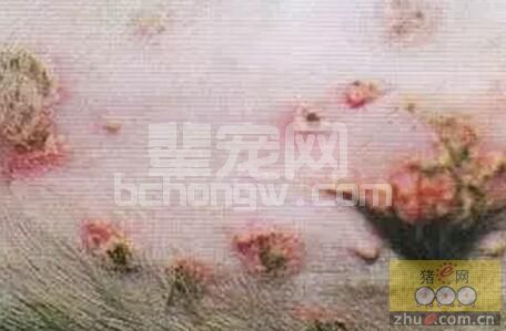 猪场比较常见的皮肤损伤遍及全身的原因分析