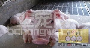 养猪场饲喂要定时、定量、定质、定温