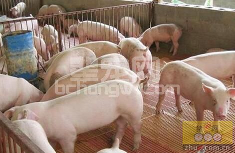 夏季猪容易掉膘怎么办？这几点养猪经验不妨学习一下