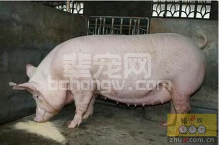 妊娠母猪免疫蓝耳活苗是否降低仔猪成活率