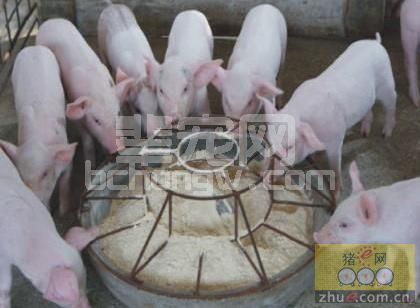 养猪过程中如何提高猪瘦肉率？答案是提高维生素B含量……