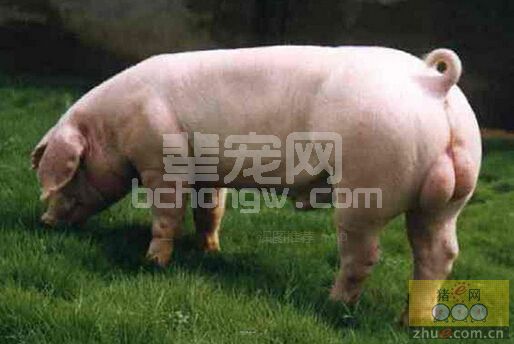 公猪繁殖障碍大致有三种情况的预防