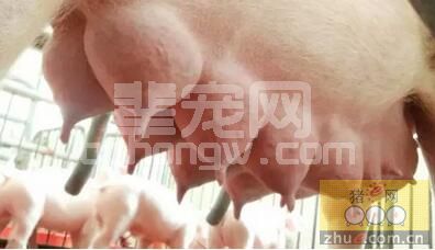 断奶仔猪价格持续走高，哺乳仔猪如果把奶子头咬坏了你怎么做？