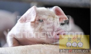 养猪抓五环 确保有钱赚！