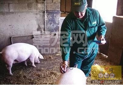 实时监测泌乳母猪的背膘状况对提升断奶后发情、配种等繁殖指标有重要意义...