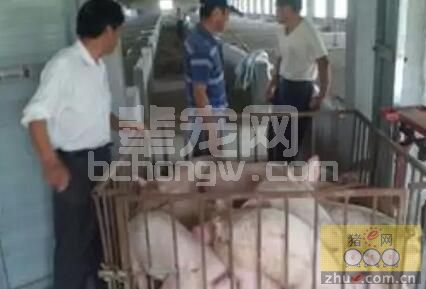 自繁养猪老板们，你们会算账吗？不会的赶快来看看