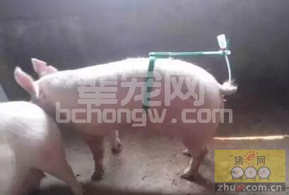 后备母猪最佳配种诀窍