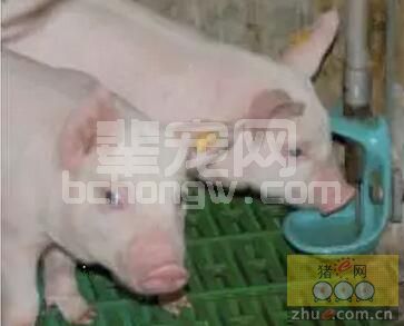 猪的饮水：易忽视的小问题，却可能是猪场大隐患