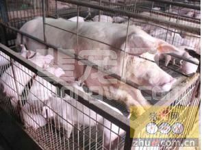 母猪产子太多，怎样寄养才能带好仔猪？