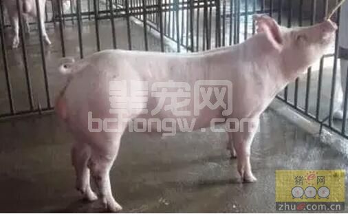 提高种公猪生产性能的细化管理技术