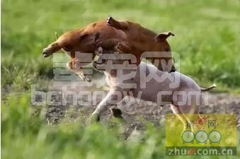 见过伪狂犬病猪啃咬自己吗？深入分析猪群咬架互相攻击的原因及临床解决措施