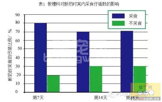热议话题：仔猪要不要教槽？该怎样教槽？