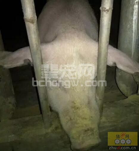 猪场产房大难题---母猪产后不食的四大原因分析及应多方法......