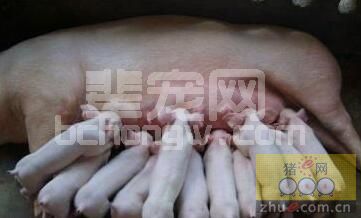 增加母猪奶水，我们可以从这两方面着手！