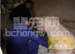 母猪返情，正常和非正常的我们该怎么办？